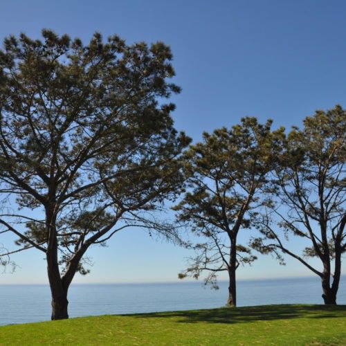 Torrey Pines